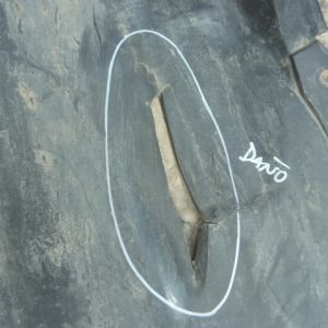 Guardafango mg zs 2018 2022 delantero chofer daños